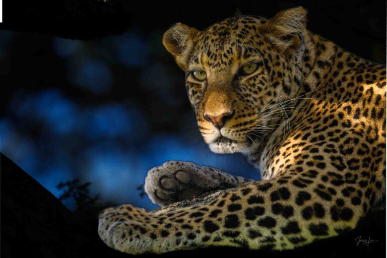 leopard