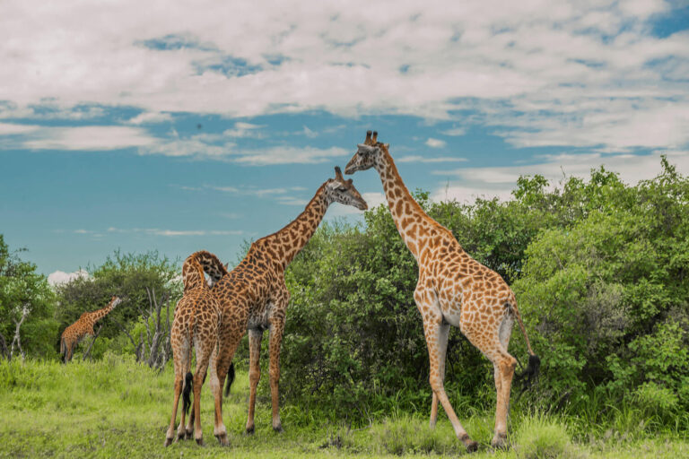 specialists africa