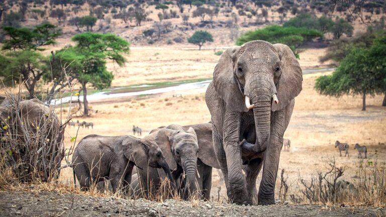 Best Time to Visit Tanzania and Zanzibar