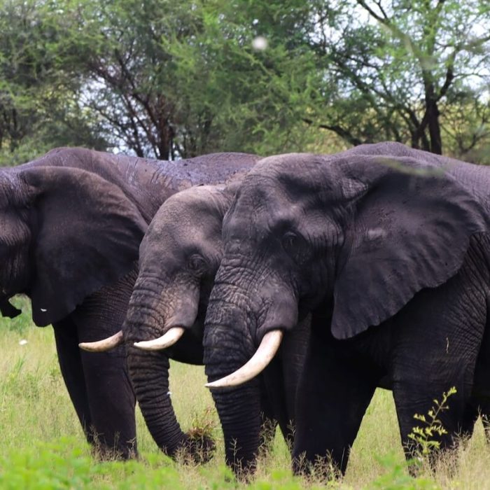 Elephants
