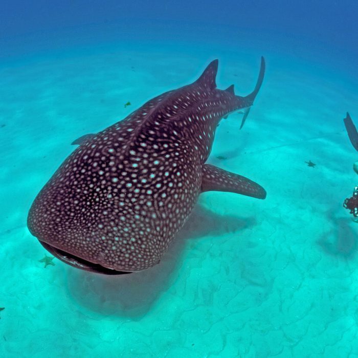 Marine Activities