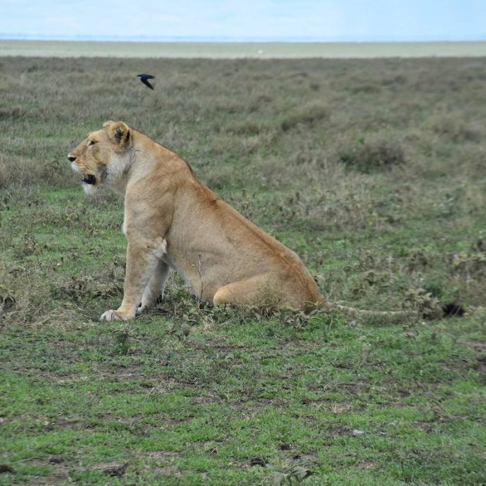 Safari in Ngorongoro