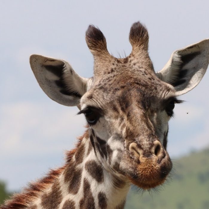 serengeti